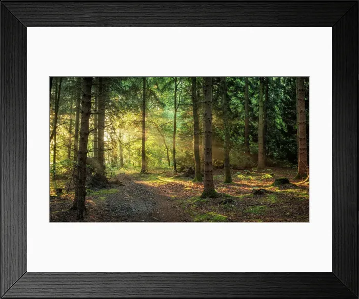Framed Print : Broxbourne Woods Acacia Framed Print : Broxbourne Woods Acacia