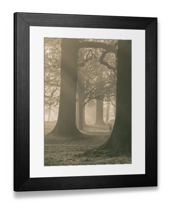 Framed Print : Haileybury Woodland Framed Print : Haileybury Woodland