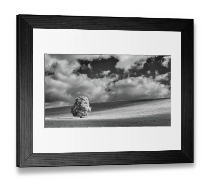 Framed Print : A solitary tree in a Nettleden open field Framed Print : A solitary tree in a Nettleden open field