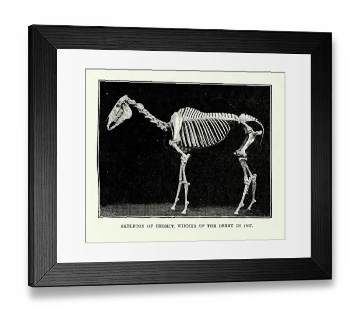 Framed Print : Vintage illustration of Skeleton of Hermit, a racehorse who won the Derby in 1867 Framed Print : Vintage illustration of Skeleton of Hermit, a racehorse who won the Derby in 1867