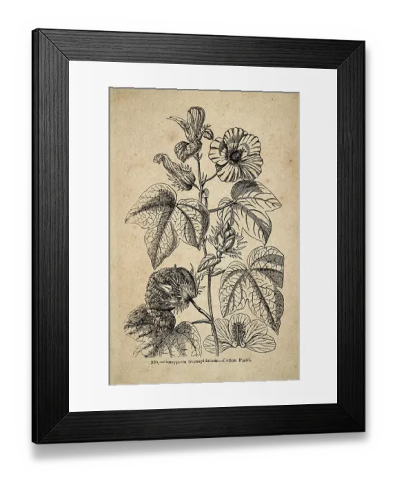 Framed Print : Vintage illustration, Gossypium tricuspidatum, the Cotton Plant Framed Print : Vintage illustration, Gossypium tricuspidatum, the Cotton Plant