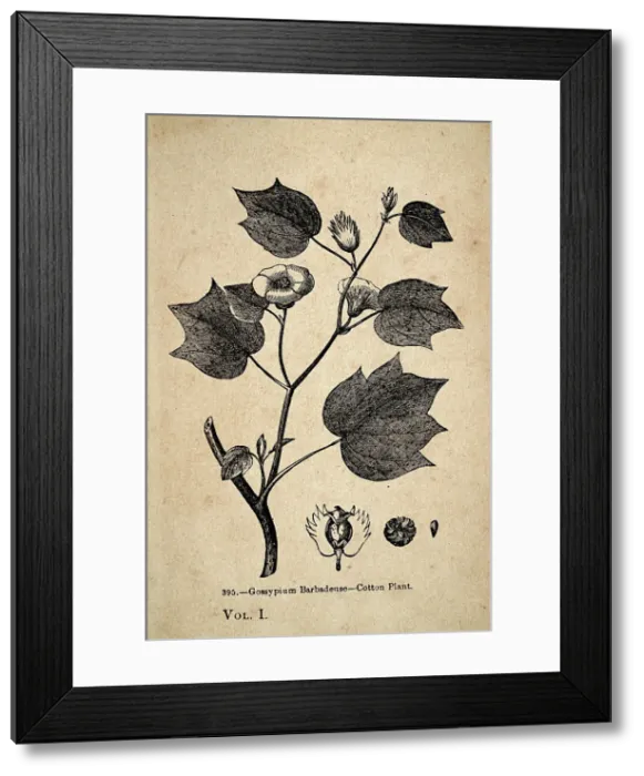 Framed Print : Vintage illustration, Gossypium barbadense cotton plant 19th Century Framed Print : Vintage illustration, Gossypium barbadense cotton plant 19th Century