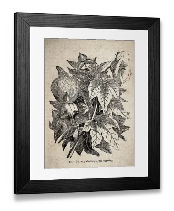 Framed Print : Vintage illustration, Cotton plant, showing a pod bursting, 19th Century Framed Print : Vintage illustration, Cotton plant, showing a pod bursting, 19th Century