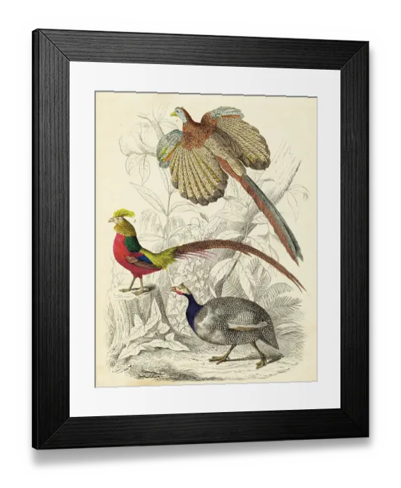 Framed Print : Great argus, pheasant and helmeted guinea fowl hand-colored engraving illustration 1848