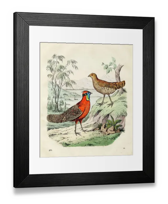 Framed Print : The crimson horned pheasant color plate illustration 1855