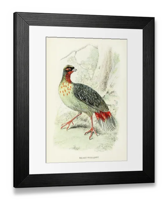 Framed Print : The blood pheasant engraving 1892 Framed Print : The blood pheasant engraving 1892