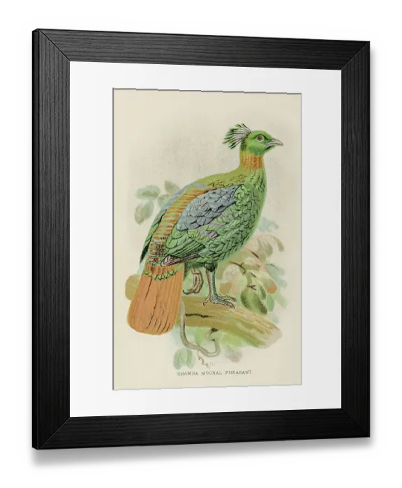 Framed Print : Chamba moonal pheasant engraving 1892 Framed Print : Chamba moonal pheasant engraving 1892