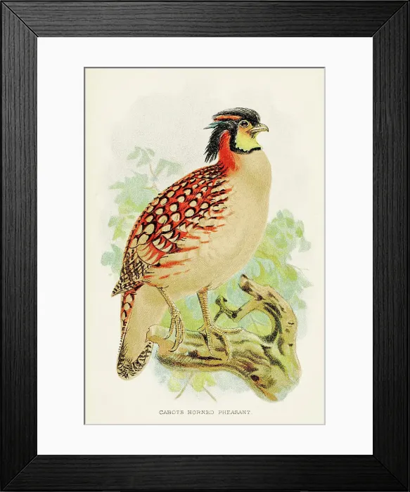 Framed Print : The horned pheasant engraving 1892 Framed Print : The horned pheasant engraving 1892