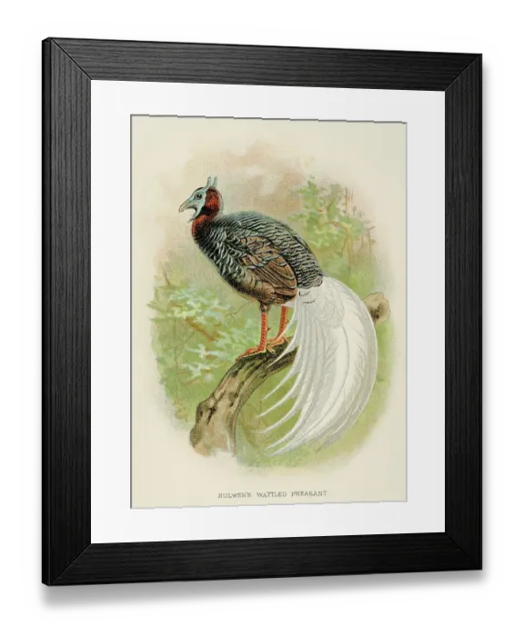 Framed Print : The wattled pheasant engraving 1892