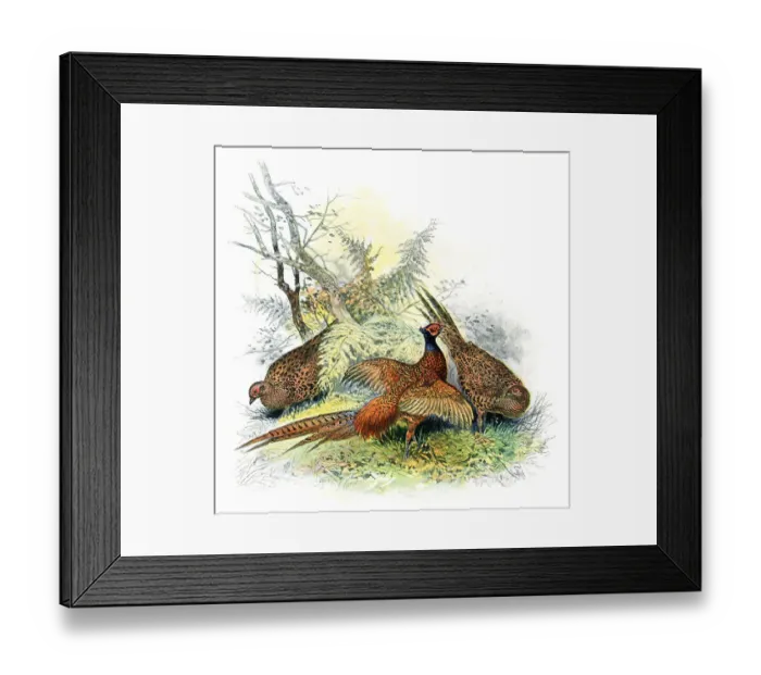 Framed Print : Group of common pheasant in forest drawing Framed Print : Group of common pheasant in forest drawing