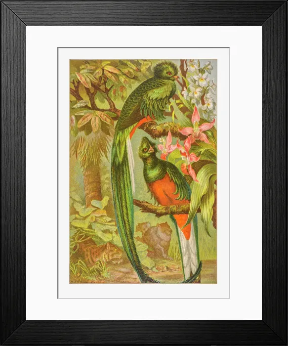 Framed Print : Resplendent Trogon Framed Print : Resplendent Trogon