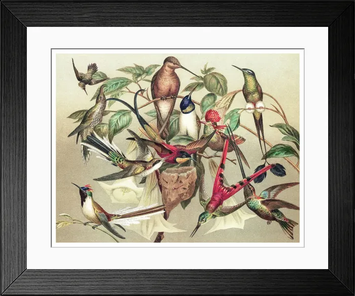 Framed Print : Old chromolithograph illustration of hummingbirds Framed Print : Old chromolithograph illustration of hummingbirds