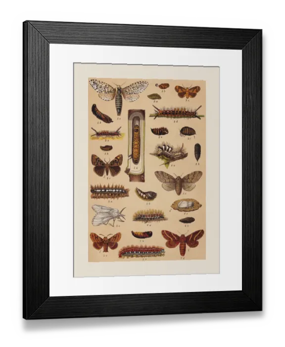 Framed Print : Various butterflies (Cossidae, Limacodidae, Noctuidae, Lasiocampidae), chromolithograph, published in 1892 Framed Print : Various butterflies (Cossidae, Limacodidae, Noctuidae, Lasiocampidae), chromolithograph, published in 1892