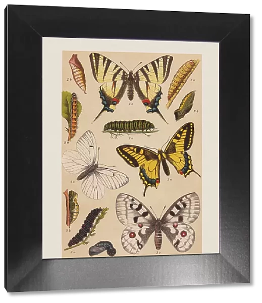 Various butterflies (Papilionoidea), chromolithograph, published in 1892
