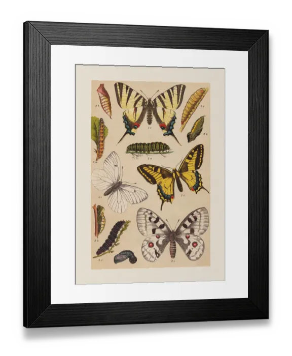 Framed Print : Various butterflies (Papilionoidea), chromolithograph, published in 1892 Framed Print : Various butterflies (Papilionoidea), chromolithograph, published in 1892