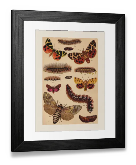 Framed Print : Various butterflies (Erebidae), chromolithograph, published in 1892 Framed Print : Various butterflies (Erebidae), chromolithograph, published in 1892