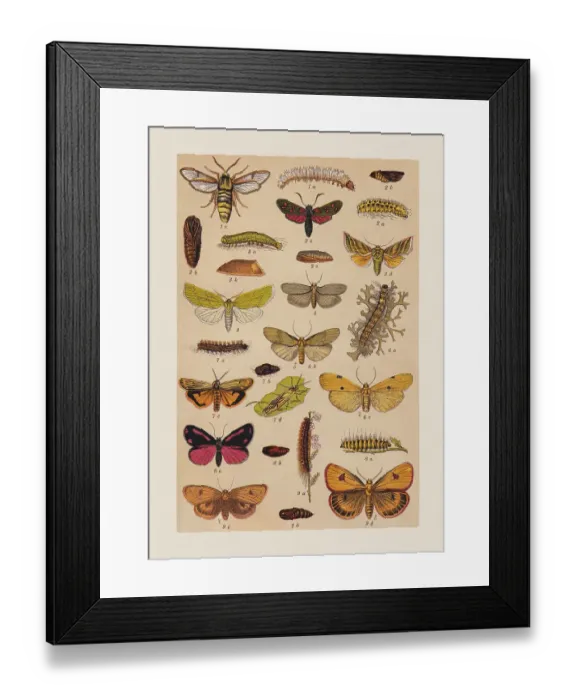 Framed Print : Various butterflies (Sesiidae, Zygaenidae, Noctuidae, Erebidae), chromolithograph, published in 1892 Framed Print : Various butterflies (Sesiidae, Zygaenidae, Noctuidae, Erebidae), chromolithograph, published in 1892