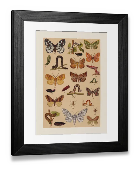 Framed Print : Various butterflies (Geometridae), chromolithograph, published in 1892 Framed Print : Various butterflies (Geometridae), chromolithograph, published in 1892