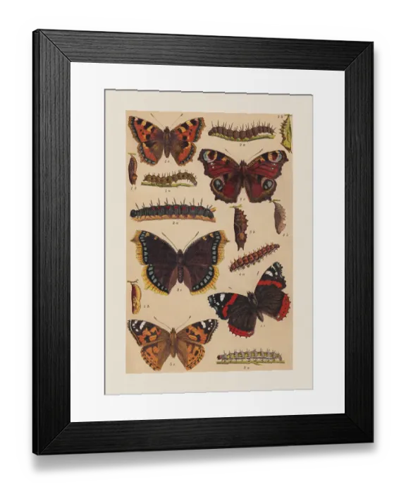 Framed Print : Various butterflies (Nymphalidae), chromolithograph, published in 1892 Framed Print : Various butterflies (Nymphalidae), chromolithograph, published in 1892