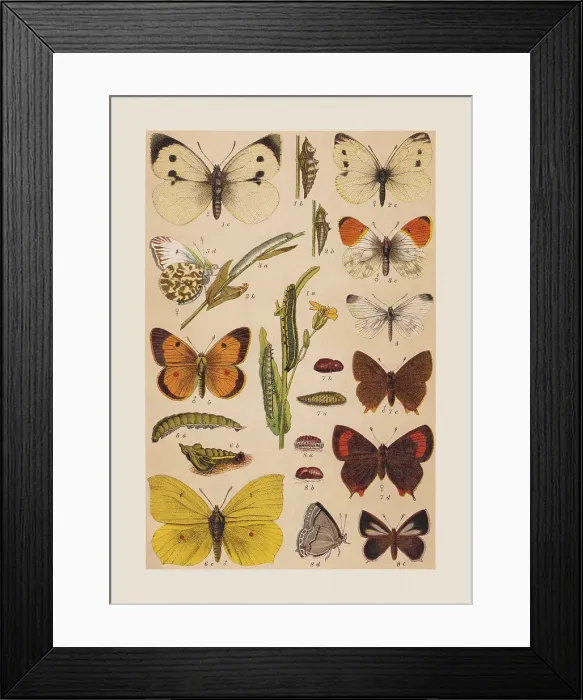 Framed Print : Various butterflies (Pieridae, Lycaenidae), chromolithograph, published in 1892 Framed Print : Various butterflies (Pieridae, Lycaenidae), chromolithograph, published in 1892