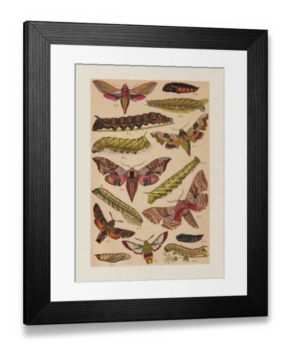 Framed Print : Various butterflies (Sphingidae), chromolithograph, published in 1892 Framed Print : Various butterflies (Sphingidae), chromolithograph, published in 1892
