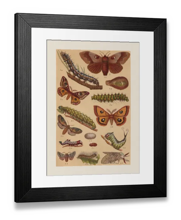 Framed Print : Various butterflies (Lasiocampidae, Saturniidae, Notodontidae), chromolithograph, published in 1892 Framed Print : Various butterflies (Lasiocampidae, Saturniidae, Notodontidae), chromolithograph, published in 1892