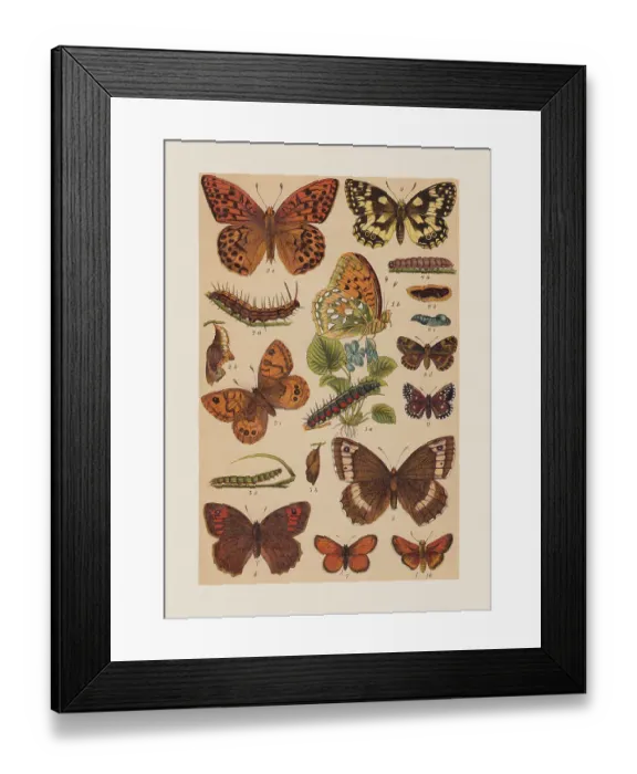 Framed Print : Various butterflies (Nymphalidae, Hesperiidae), chromolithograph, published in 1892 Framed Print : Various butterflies (Nymphalidae, Hesperiidae), chromolithograph, published in 1892