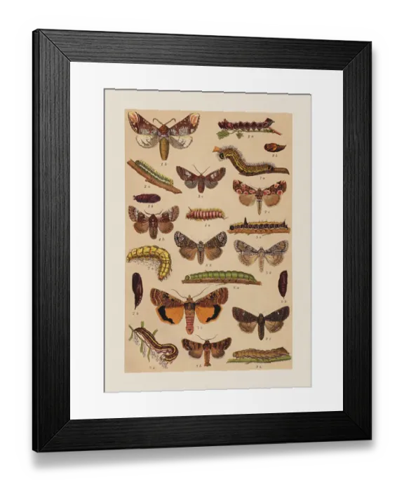Framed Print : Various butterflies (Notodontidae, Drepanidae, Noctuidae), chromolithograph, published in 1892