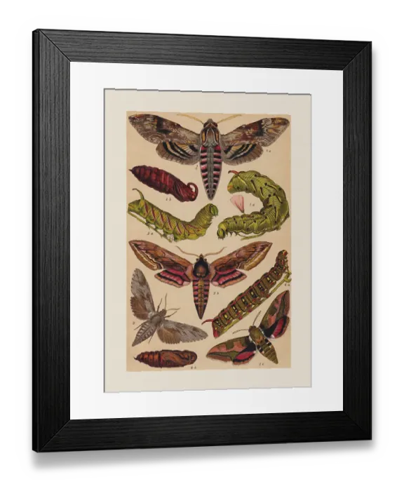 Framed Print : Various butterflies (Sphingidae), chromolithograph, published in 1892 Framed Print : Various butterflies (Sphingidae), chromolithograph, published in 1892
