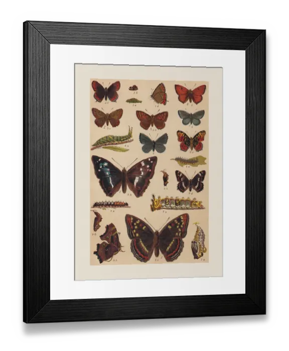 Framed Print : Various butterflies (Lycaenidae, Nymphalidae), chromolithograph, published in 1892 Framed Print : Various butterflies (Lycaenidae, Nymphalidae), chromolithograph, published in 1892