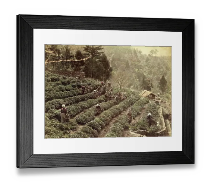 Framed Print : Tea plantation, cultivation and harvesting of tea, around 1870, Japan, Historic, digitally restored reproduction from an original of the time Framed Print : Tea plantation, cultivation and harvesting of tea, around 1870, Japan, Historic, digitally restored reproduction from an original of the time
