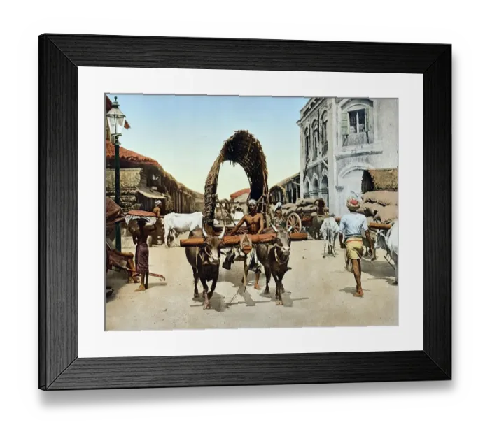 Framed Print : Street scene with an ox cart in Colombo, Ceylon, c. 1890, Sri Lanka, Historic, digitally restored reproduction from an original of the period Framed Print : Street scene with an ox cart in Colombo, Ceylon, c. 1890, Sri Lanka, Historic, digitally restored reproduction from an original of the period