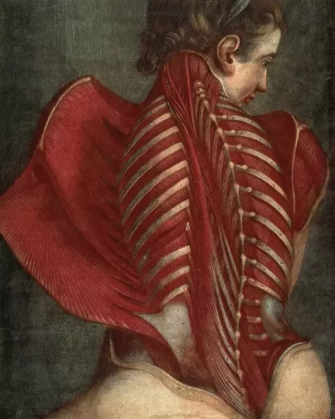 Medicine, Anatomy, L'Ange anatomique, The Anatomical Angel, or Dissection of a Woman's Back, 1746, by Jacques-Fabien Gautier Dagoty, France, Historical, digitally restored reproduction from a 19th century original