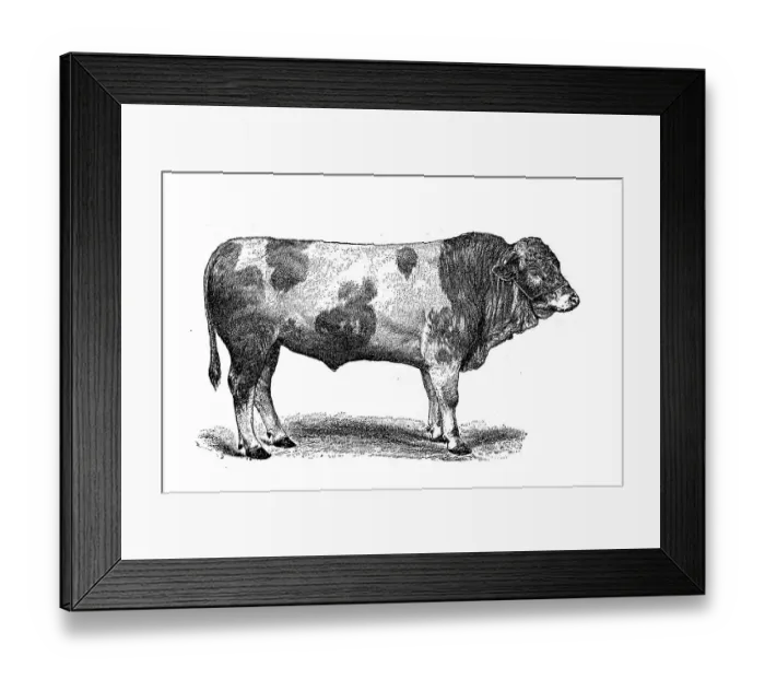 Framed Print : Swiss Simmental cattle breed, Simmentaler or Simmental cattle, Switzerland, digitally restored reproduction of an original from the 19th century Framed Print : Swiss Simmental cattle breed, Simmentaler or Simmental cattle, Switzerland, digitally restored reproduction of an original from the 19th century