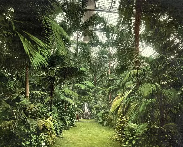 In the Palm House, Palmengarten in Frankfurt, Hesse, Germany, Historic, digitally restored reproduction of a photochromic print from the 1890s
