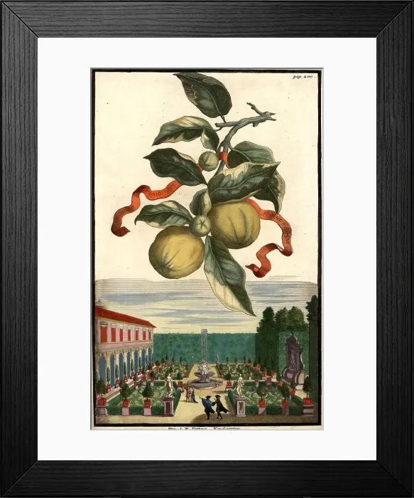 Framed Print : Citrus fruit, Aranzo rigato con foglia larga and house garden of Mr. Vatter, Nuremberg Hesperides, Nuremberg Hesperides, Hesperides Gardens, Nuremberg, Bavaria, Germany, digitally restored reproduction of an 18th century original Framed Print : Citrus fruit, Aranzo rigato con foglia larga and house garden of Mr. Vatter, Nuremberg Hesperides, Nuremberg Hesperides, Hesperides Gardens, Nuremberg, Bavaria, Germany, digitally restored reproduction of an 18th century original