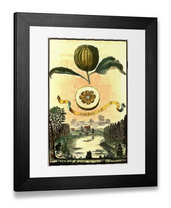 Framed Print : Citrus fruit, Aranzo rigato and Haller's Weyer House, Nuremberg Hesperides, Nuremberg Hesperides, Hesperides Gardens, Nuremberg, Bavaria, Germany, digitally restored reproduction of an 18th century original, exact original date not known Framed Print : Citrus fruit, Aranzo rigato and Haller's Weyer House, Nuremberg Hesperides, Nuremberg Hesperides, Hesperides Gardens, Nuremberg, Bavaria, Germany, digitally restored reproduction of an 18th century original, exact original date not known