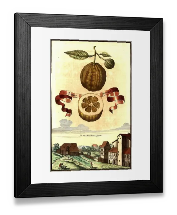 Framed Print : Citrus fruit, Aranzo fiamato and garden of Mr Wurzelbauer, Nuremberg Hesperides, Nuremberg Hesperides, Hesperides Gardens, Nuremberg, Bavaria, Germany, digitally restored reproduction of an 18th century original, exact original date not known Framed Print : Citrus fruit, Aranzo fiamato and garden of Mr Wurzelbauer, Nuremberg Hesperides, Nuremberg Hesperides, Hesperides Gardens, Nuremberg, Bavaria, Germany, digitally restored reproduction of an 18th century original, exact original date not known