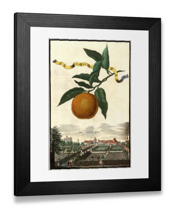 Framed Print : Citrus fruit, Pomo da Sina and the Schmids Garden, Garden of Mr Schmid, Nuremberg Hesperides, Nuremberg Hesperides, Hesperides Gardens, Nuremberg, Bavaria, Germany, digitally restored reproduction of an 18th century original Framed Print : Citrus fruit, Pomo da Sina and the Schmids Garden, Garden of Mr Schmid, Nuremberg Hesperides, Nuremberg Hesperides, Hesperides Gardens, Nuremberg, Bavaria, Germany, digitally restored reproduction of an 18th century original