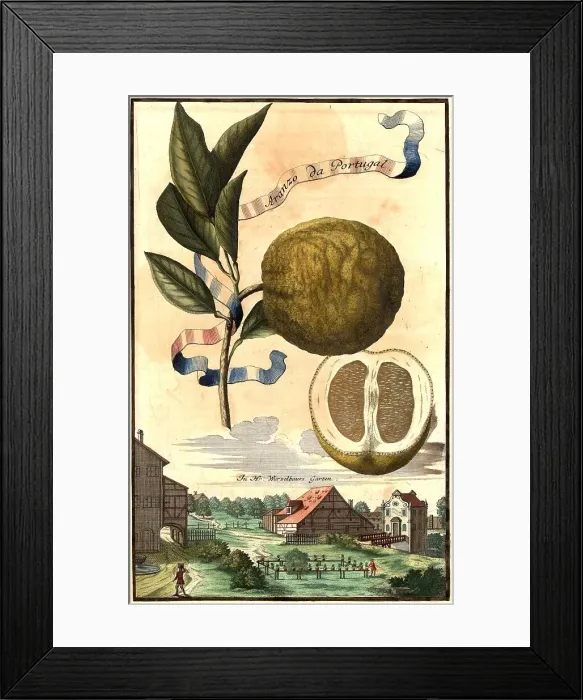 Framed Print : Citrus fruit, Aranza da Portugal and Mr Wurzelbauer's garden, Nuremberg Hesperides, Nuremberg Hesperides, Hesperides gardens, Nuremberg, Bavaria, Germany, digitally restored reproduction of an 18th century original, exact original date not known