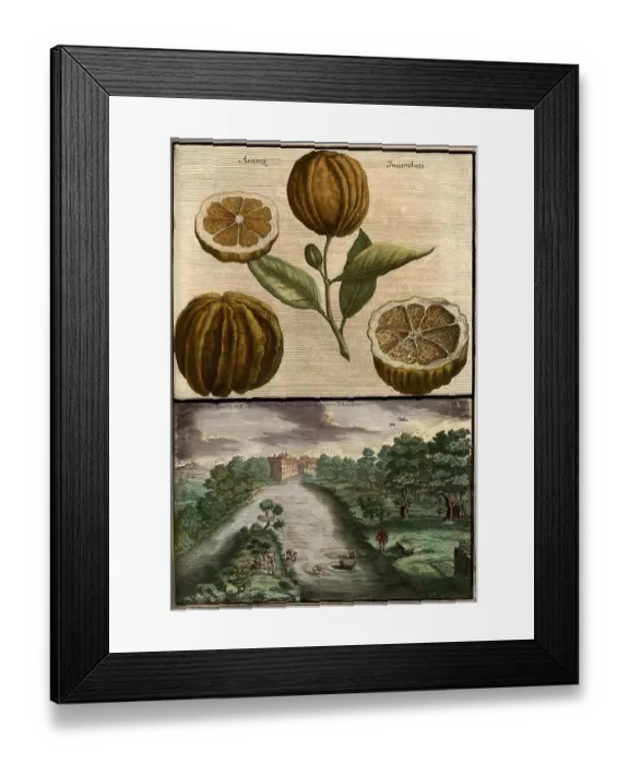 Framed Print : Citrus fruit, aranzi incanelati and view of the Pegnitz near Hallertor, Nuremberg Hesperides, Nuremberg Hesperides, Hesperides Gardens, Nuremberg, Bavaria, Germany, digitally restored reproduction of an 18th century original Framed Print : Citrus fruit, aranzi incanelati and view of the Pegnitz near Hallertor, Nuremberg Hesperides, Nuremberg Hesperides, Hesperides Gardens, Nuremberg, Bavaria, Germany, digitally restored reproduction of an 18th century original