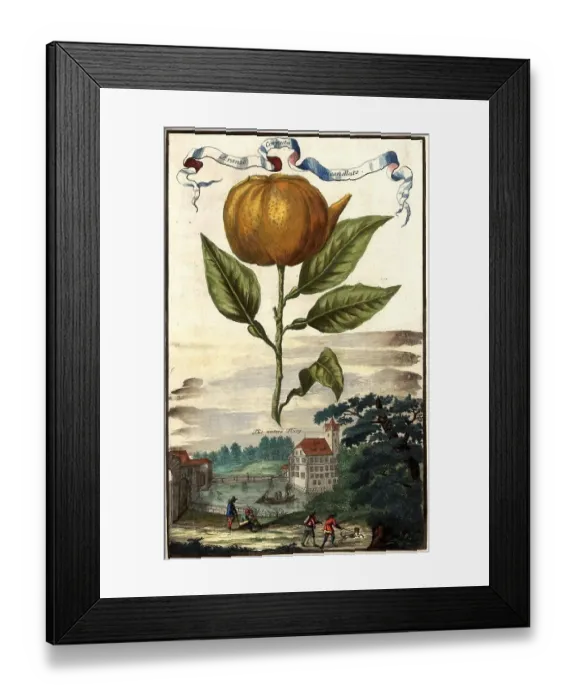 Framed Print : Citrus fruit, Aranzo cornuta incanellato and the lower Buerg, Nuremberg Hesperides, Nuremberg Hesperides, Hesperides Gardens, Nuremberg, Bavaria, Germany, digitally restored reproduction of an 18th century original, exact original date unknown Framed Print : Citrus fruit, Aranzo cornuta incanellato and the lower Buerg, Nuremberg Hesperides, Nuremberg Hesperides, Hesperides Gardens, Nuremberg, Bavaria, Germany, digitally restored reproduction of an 18th century original, exact original date unknown