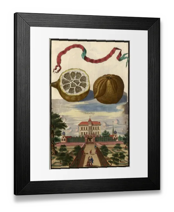 Framed Print : Citrus fruit, Aranzo cornato hermephrodito and Tumenberg, Nuremberg Hesperides, Nuremberg Hesperides, Hesperides Gardens, Nuremberg, Bavaria, Germany, digitally restored reproduction of an 18th century original, exact original date not known Framed Print : Citrus fruit, Aranzo cornato hermephrodito and Tumenberg, Nuremberg Hesperides, Nuremberg Hesperides, Hesperides Gardens, Nuremberg, Bavaria, Germany, digitally restored reproduction of an 18th century original, exact original date not known