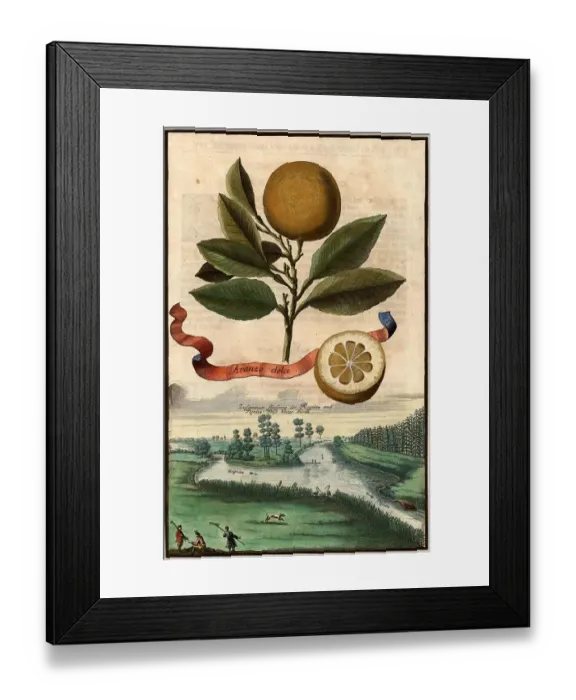 Framed Print : Citrus fruit, Aranzo dolce and confluence of the Regnitz and Pegnitz rivers near Fuerth, Nuremberg Hesperides, Nuremberg Hesperides, Hesperides Gardens, Nuremberg, Bavaria, Germany, digitally restored reproduction of an 18th century original, exact Framed Print : Citrus fruit, Aranzo dolce and confluence of the Regnitz and Pegnitz rivers near Fuerth, Nuremberg Hesperides, Nuremberg Hesperides, Hesperides Gardens, Nuremberg, Bavaria, Germany, digitally restored reproduction of an 18th century original, exact