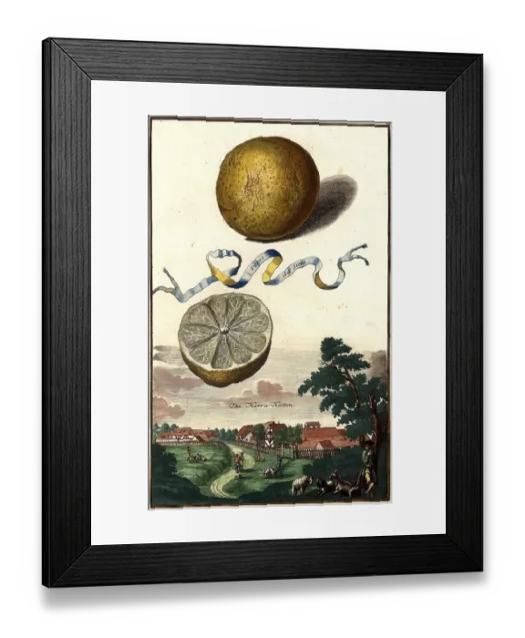 Framed Print : Citrus fruit, Pomo da Sina and Herrhuetten, Herren-Huetten, Nuremberg Hesperides, Nuremberg Hesperides, Hesperides Gardens, Nuremberg, Bavaria, Germany, digitally restored reproduction of an 18th century original, exact original date unknown Framed Print : Citrus fruit, Pomo da Sina and Herrhuetten, Herren-Huetten, Nuremberg Hesperides, Nuremberg Hesperides, Hesperides Gardens, Nuremberg, Bavaria, Germany, digitally restored reproduction of an 18th century original, exact original date unknown