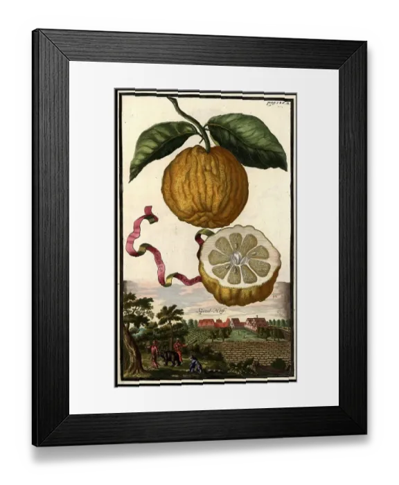 Framed Print : Citrus fruit, Aranzo Cedrato and Spitalhof, Nuremberg Hesperides, Nuremberg Hesperides, Hesperides Gardens, Nuremberg, Bavaria, Germany, digitally restored reproduction of an 18th century original, exact original date unknown Framed Print : Citrus fruit, Aranzo Cedrato and Spitalhof, Nuremberg Hesperides, Nuremberg Hesperides, Hesperides Gardens, Nuremberg, Bavaria, Germany, digitally restored reproduction of an 18th century original, exact original date unknown