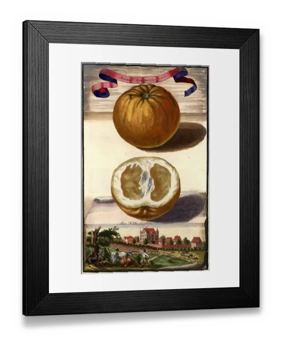 Framed Print : Citrus fruit, Aranzo agostarolo and the Haller Castle, Nuremberg Hesperides, Nuremberg Hesperides, Hesperides Gardens, Nuremberg, Bavaria, Germany, digitally restored reproduction of an 18th century original, exact original date not known Framed Print : Citrus fruit, Aranzo agostarolo and the Haller Castle, Nuremberg Hesperides, Nuremberg Hesperides, Hesperides Gardens, Nuremberg, Bavaria, Germany, digitally restored reproduction of an 18th century original, exact original date not known