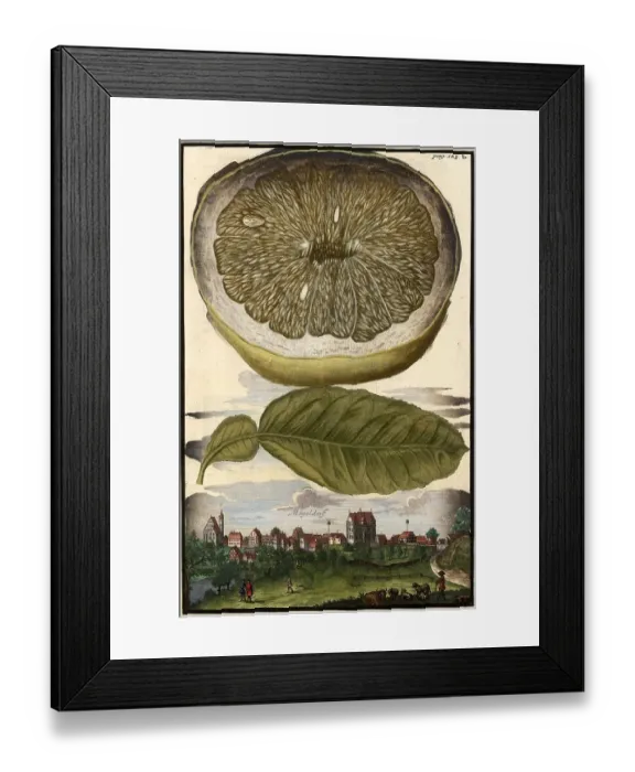 Framed Print : Citrus fruit, lemon and Moegeldorf, Nuremberg Hesperides, Nuremberg Hesperides, Hesperides Gardens, Nuremberg, Bavaria, Germany, digitally restored reproduction of an 18th century original, exact original date unknown Framed Print : Citrus fruit, lemon and Moegeldorf, Nuremberg Hesperides, Nuremberg Hesperides, Hesperides Gardens, Nuremberg, Bavaria, Germany, digitally restored reproduction of an 18th century original, exact original date unknown
