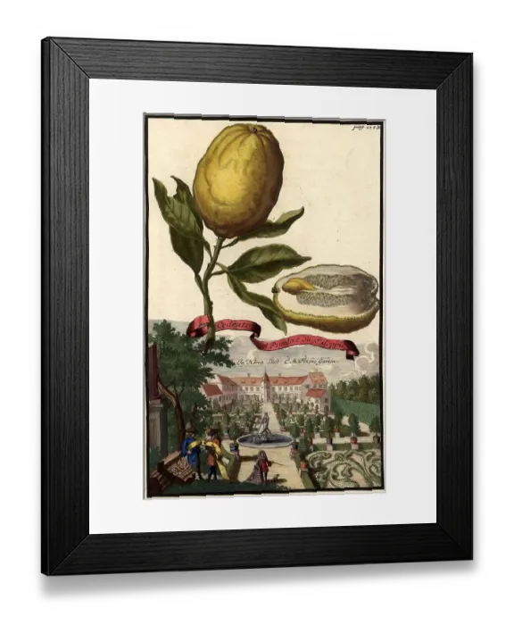 Framed Print : Citrus fruit, Cedrato col Pigolo e Sugo doppio, In the garden of Doctor Fezer, Nuremberg Hesperides, Nuremberg Hesperides, Hesperides Gardens, Nuremberg, Bavaria, Germany, digitally restored reproduction of an 18th century original Framed Print : Citrus fruit, Cedrato col Pigolo e Sugo doppio, In the garden of Doctor Fezer, Nuremberg Hesperides, Nuremberg Hesperides, Hesperides Gardens, Nuremberg, Bavaria, Germany, digitally restored reproduction of an 18th century original
