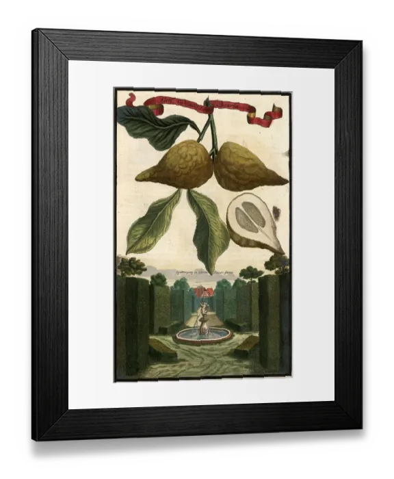 Framed Print : Citrus Fruit, Altri Cedrati dalla Bizaria and Trellis Walk in the Garden of Mr. Seuter, Nuremberg Hesperides, Nuremberg Hesperides, Hesperides Gardens, Nuremberg, Bavaria, Germany, digitally restored reproduction of an 18th century original, exact Framed Print : Citrus Fruit, Altri Cedrati dalla Bizaria and Trellis Walk in the Garden of Mr. Seuter, Nuremberg Hesperides, Nuremberg Hesperides, Hesperides Gardens, Nuremberg, Bavaria, Germany, digitally restored reproduction of an 18th century original, exact